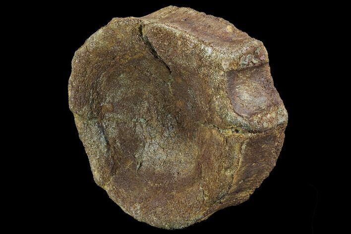 Ichthyosaurus (Brachypterigus) Vertebra - England #97662